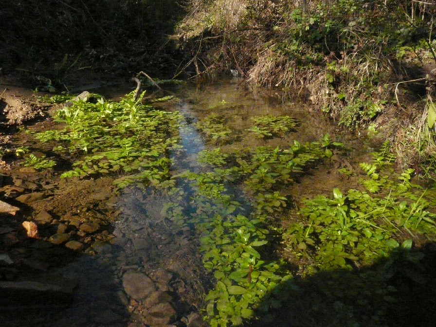 Salamandrine di Maremma